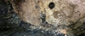 miličine staze brvnare platan fruška gora