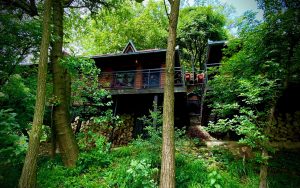 Brvnare Platan odmor u prirodi