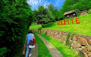 Brvnare platan volim te