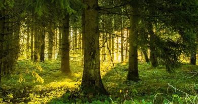 Fruska gora ranc platan šumska kupka