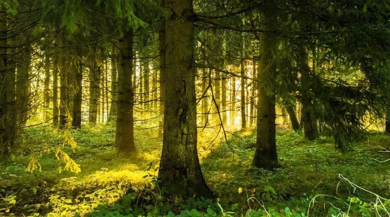 Fruska gora ranc platan šumska kupka