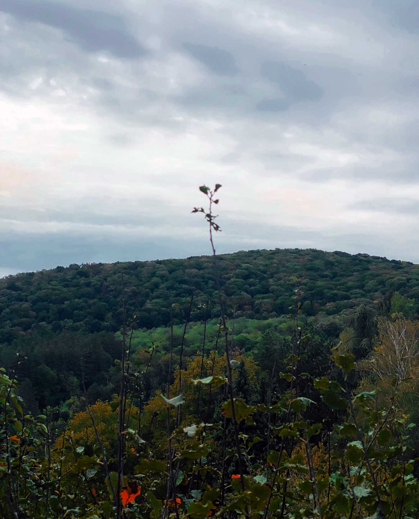 šumska kupka u srcu fruške