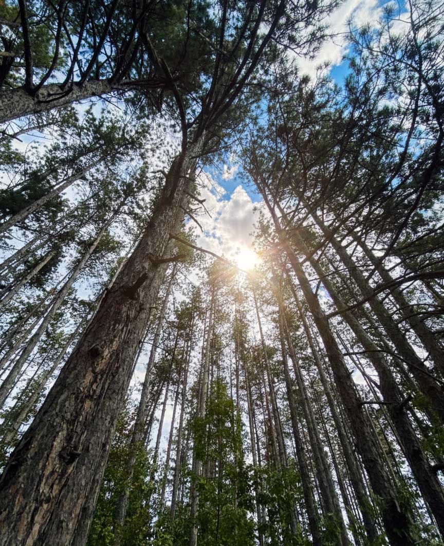 šumska kupka ranč platan