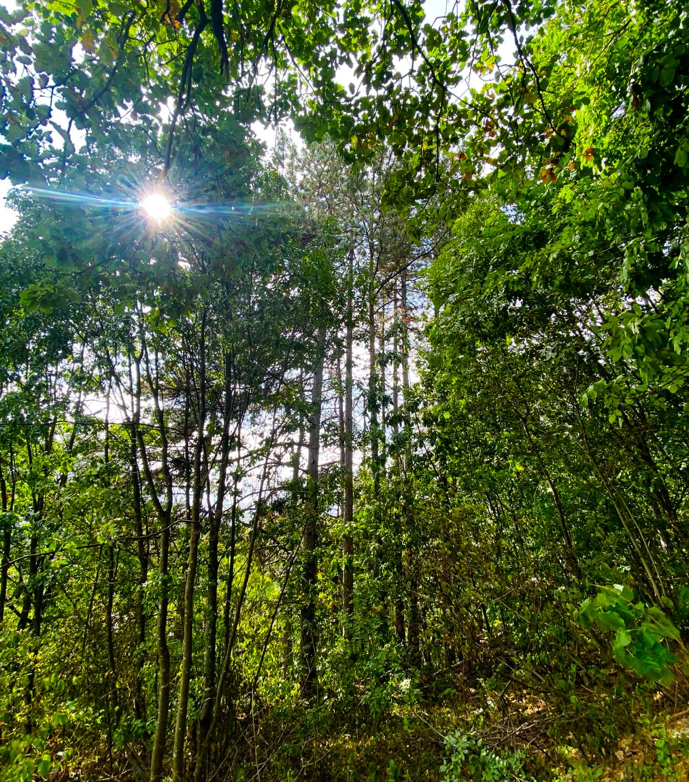 šumska kupka terapija šumom