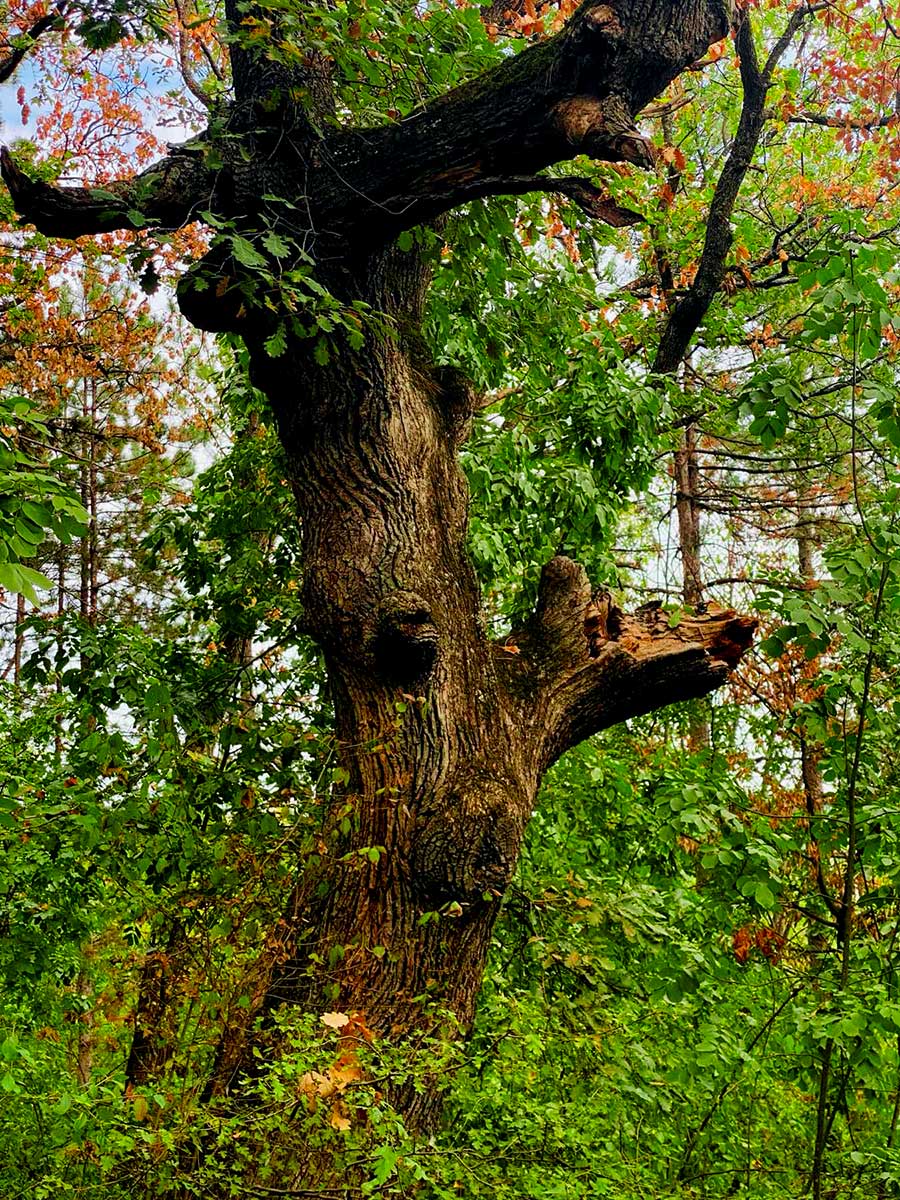 šumska kupka fruška gora ranč platan