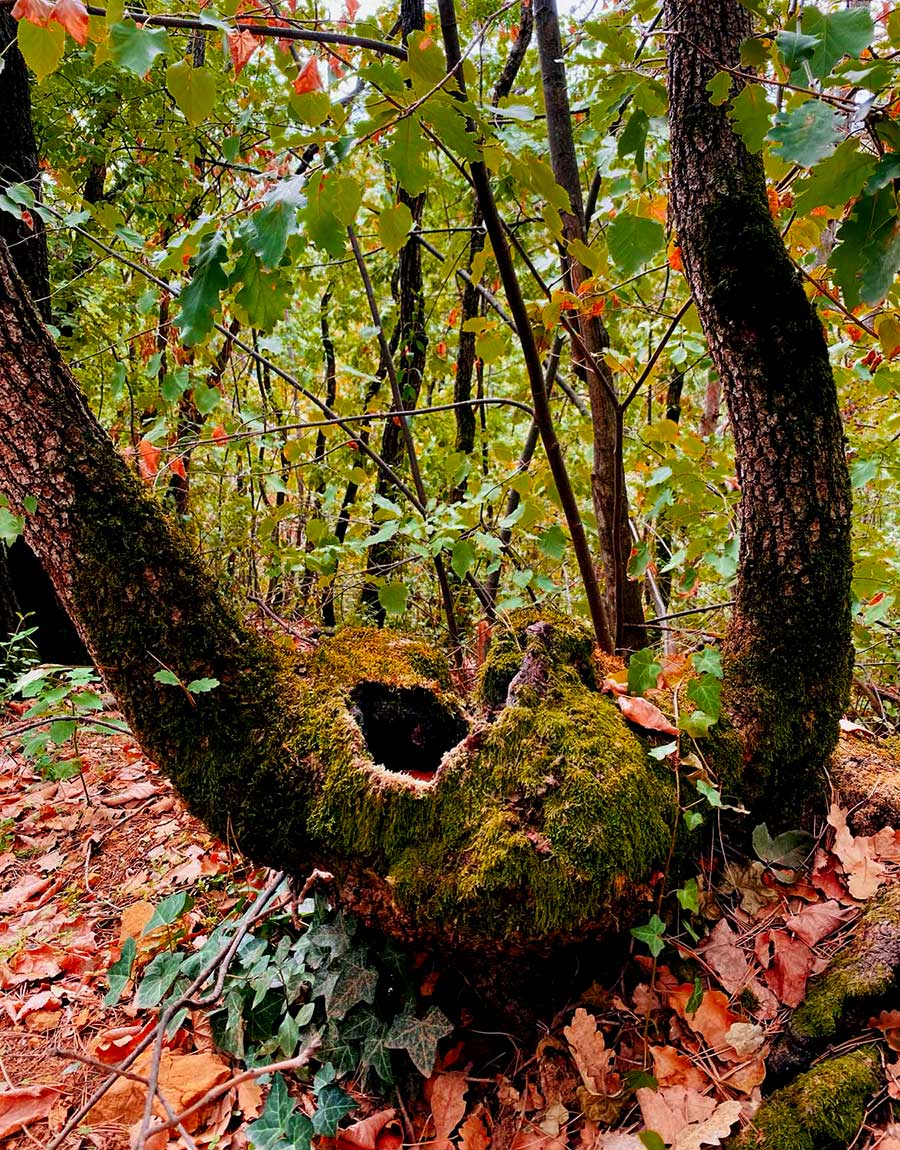 fruska gora smestaj u šumskoj kupki