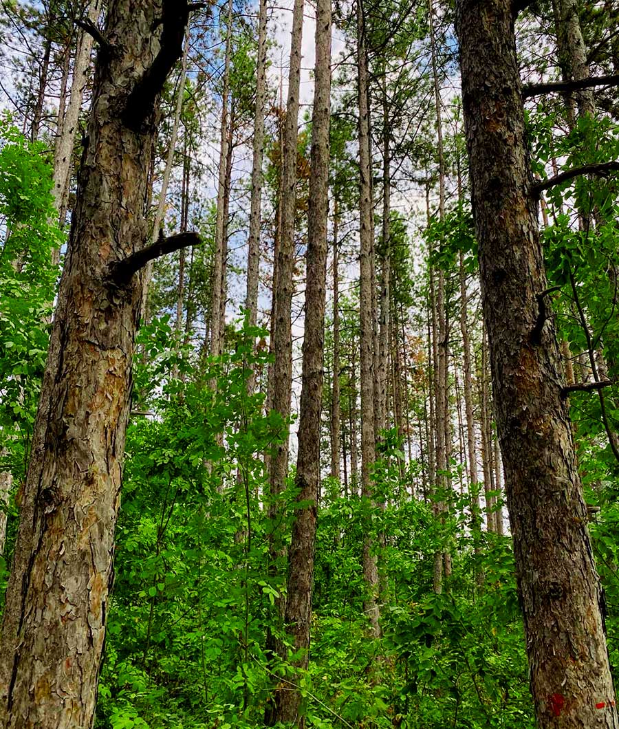 đumska kupka ranč platan