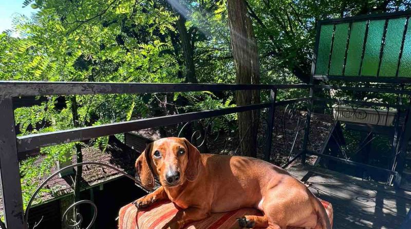 ranč plata pet-friendly